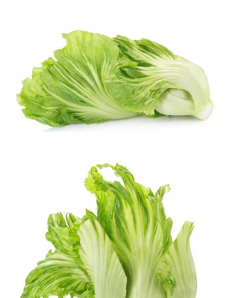 新鲜广东水东芥菜水中芥菜2斤3斤盖菜包心芥菜腌酸菜泡菜原料特惠三斤