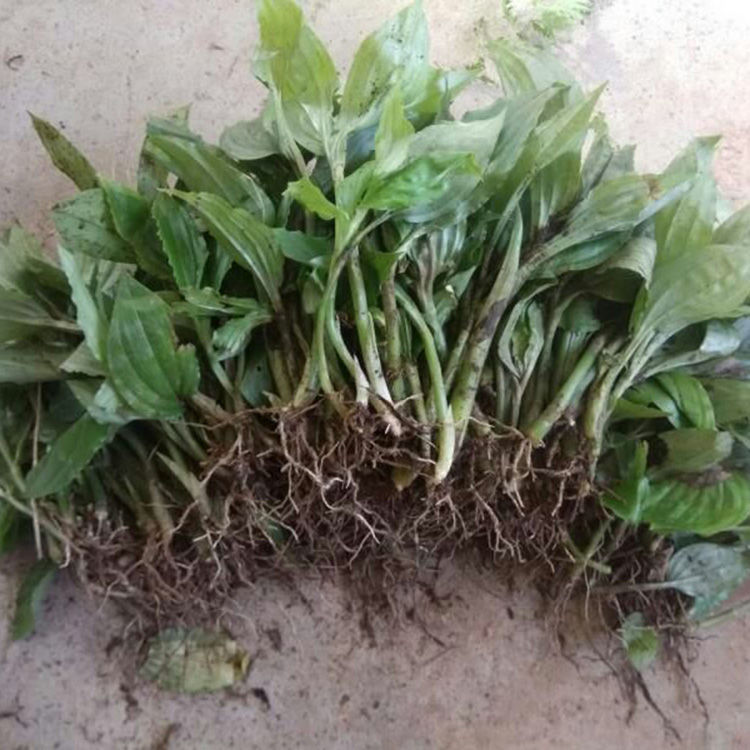 新鲜见血清见血青中药中草药中药材鲜品室内桌摆四季常青开花植物