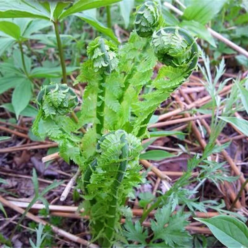 东北山野菜新鲜广东菜野生黄瓜香荚果蕨长白山特产500克 3袋1500g