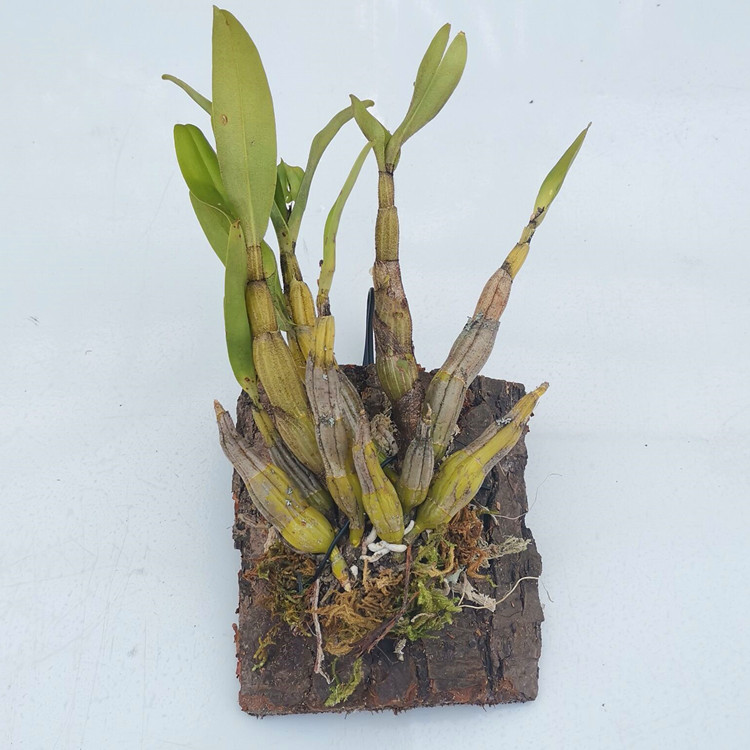 黑毛石斛翅鄂翅萼石斛丛苗盆栽盆景观赏花卉浓香型石斛花1斤