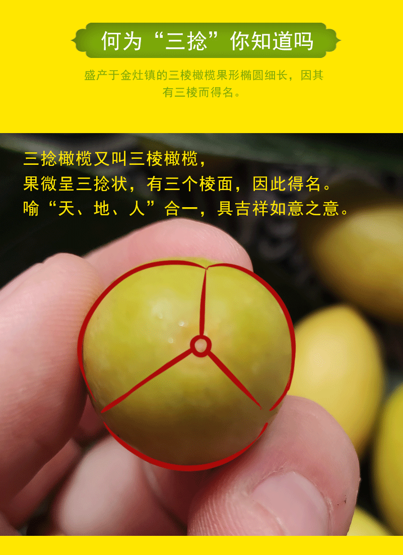 荣嵘潮汕三棱橄榄现摘金灶金玉三捻新鲜名贵水果礼盒 甘香三棱橄榄