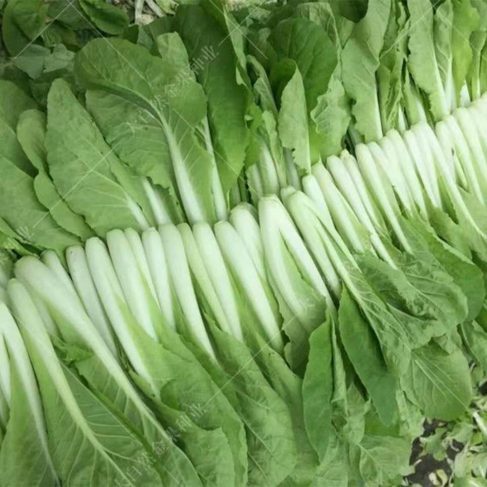 轻恋小白菜秋冬季新鲜蔬菜奶油菜蔬菜农家露天自种产产地直发4斤精选