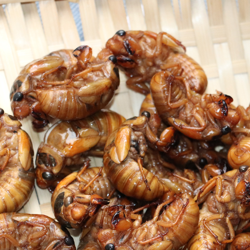 新鲜知了猴活体速冻金蝉蛹爬叉唐僧肉结了龟山东特产昆虫蚕蛹 【新鲜