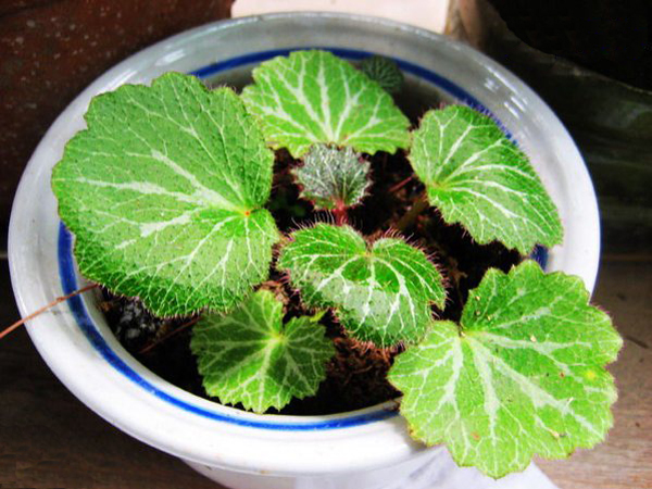 虎耳草苗 金丝荷叶 吊金钱 多肉植物迷你盆栽素材苗 传统中药材苗 10