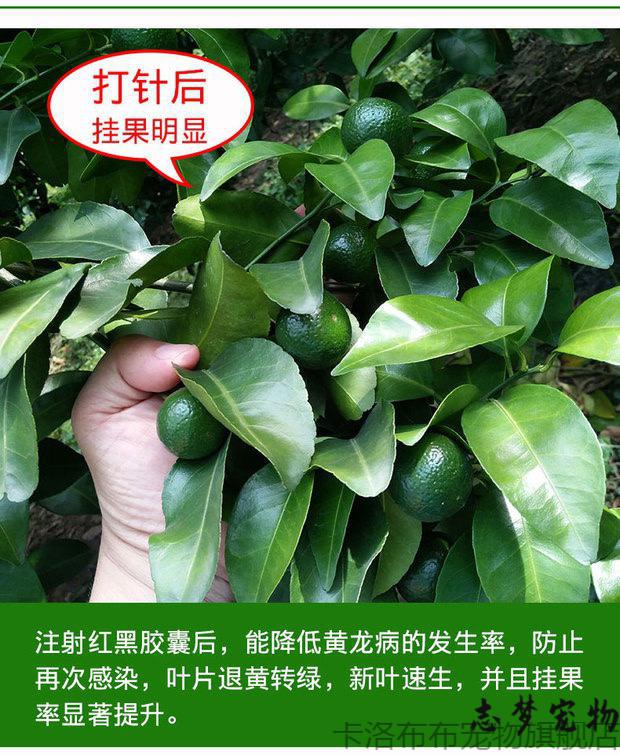 【高含量版本】黄龙病黄化示范专用柑橘脐橙打针药盐酸四环素红黑胶囊