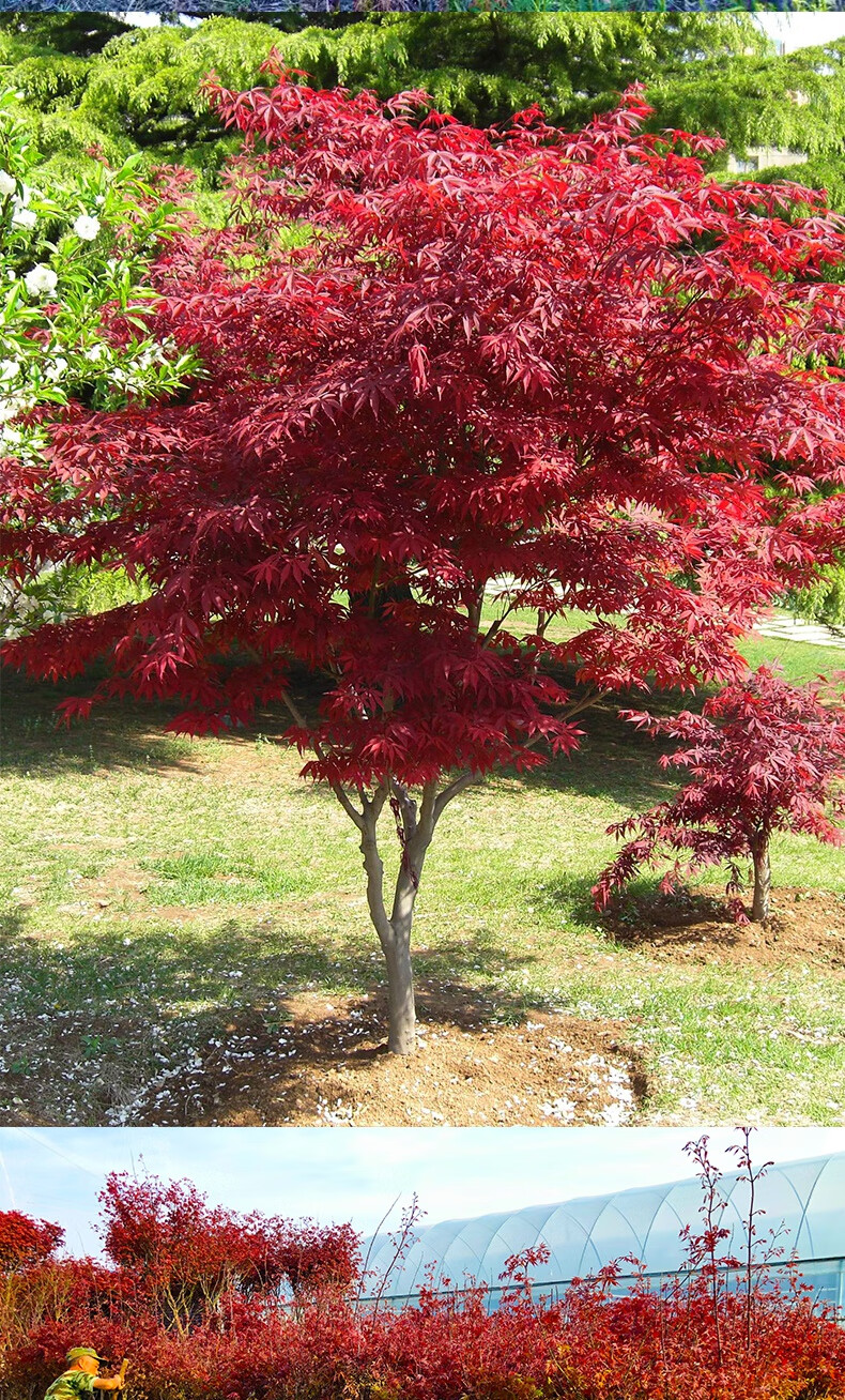 树苗美国日本红枫庭院正宗三季红中国红枫盆景老桩小苗d7 美国红枫