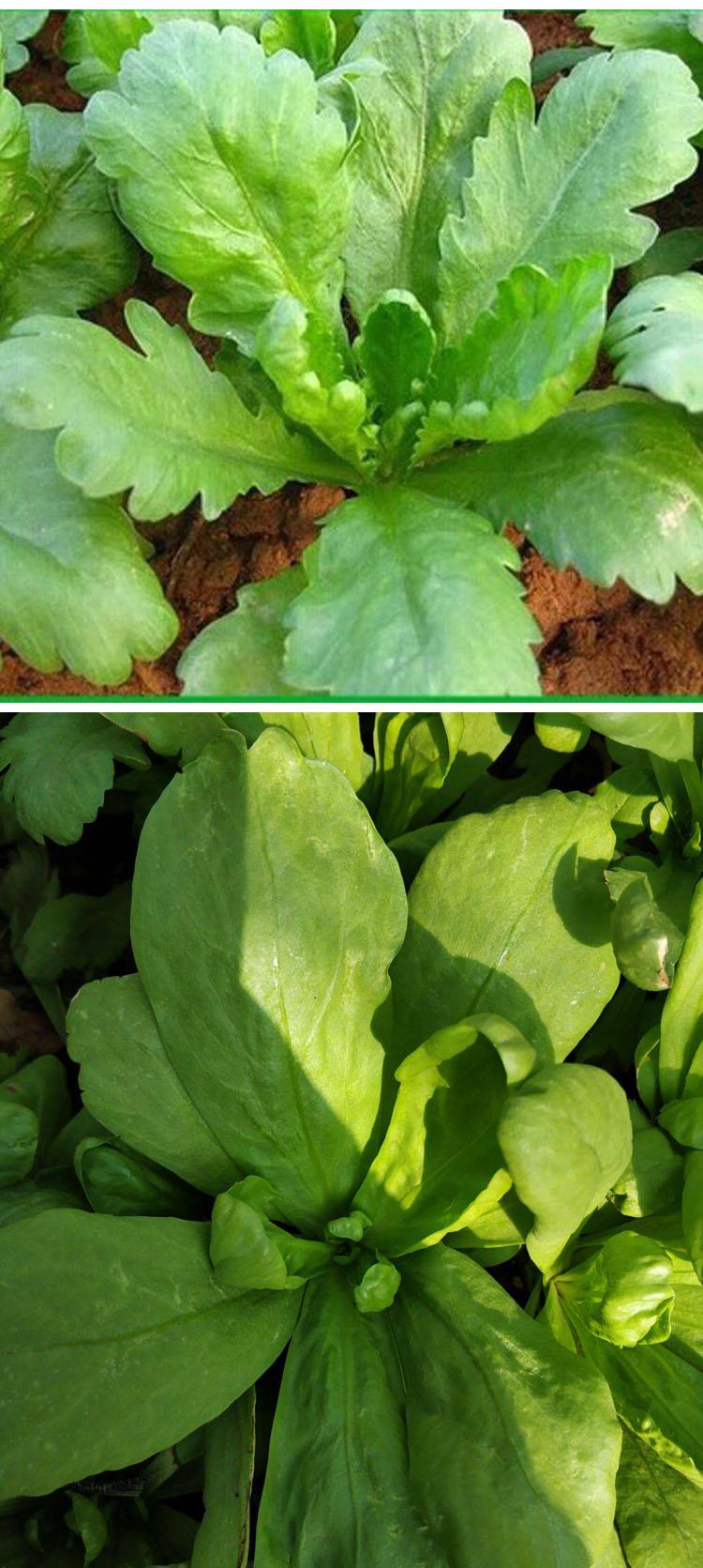 茼蒿种子皇帝菜种籽板叶青菜耐热春天秋冬季种植耐寒蔬菜种孑 小叶