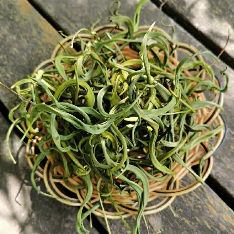 正宗草云南野生草茶肾精草茶猫须草产地直销金钱草中草药 野生草250克