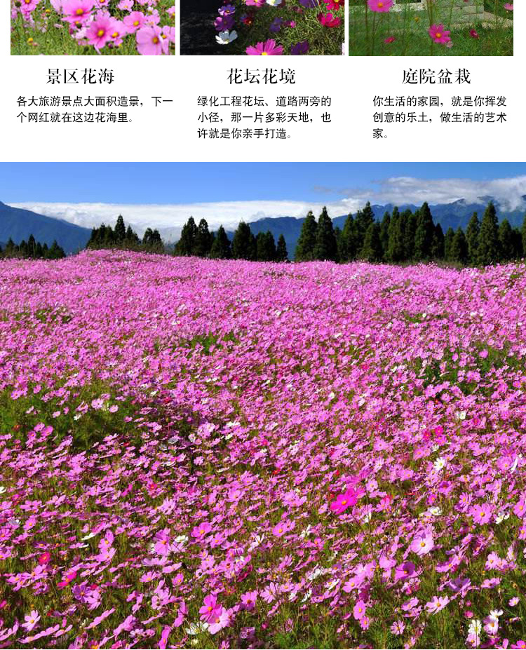 波斯菊花种子矮杆秋英种籽格桑种孑七彩花籽草籽盆栽庭院四季易种