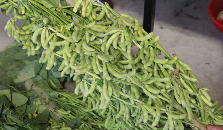 千斤豆黄豆种子大豆种春夏季播大田基地均可种植大豆种亩产1000斤