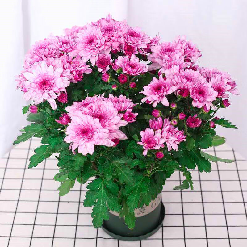 荷兰菊盆栽菊花苗室内外庭院阳台绿植花卉d7 三盆自选颜色下单备注 不