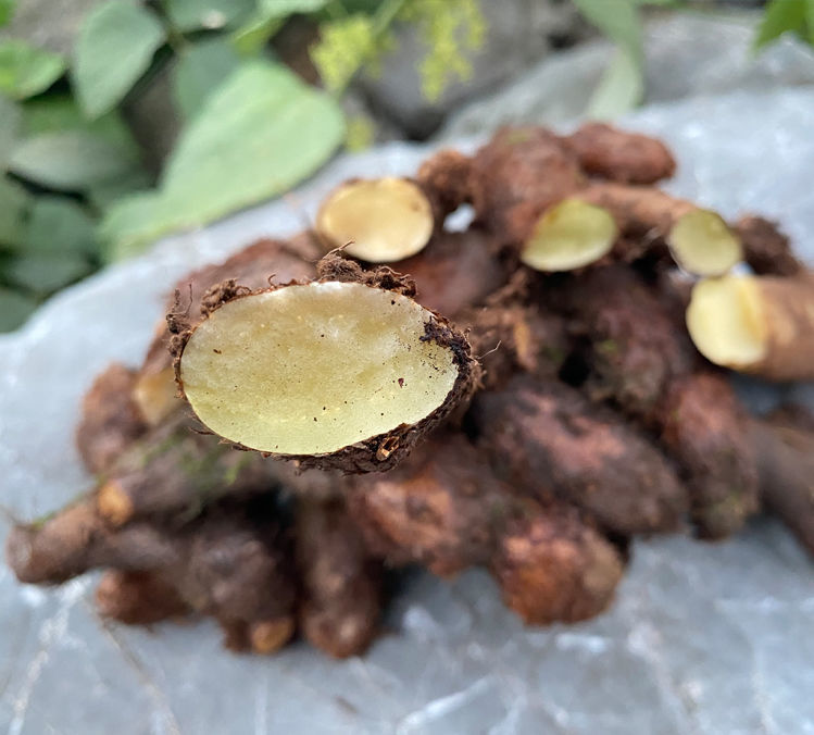 520礼物送女友骨碎补 爬岩姜新鲜现摘石岩姜接骨猴姜 申姜肉碎补500g