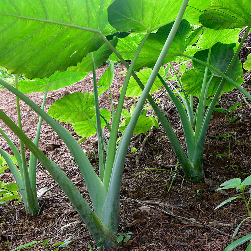 广菜3斤贵州新鲜特产蔬菜5斤农家自种芋荷芋梗白玉苗芋蒙酸菜苗广菜现