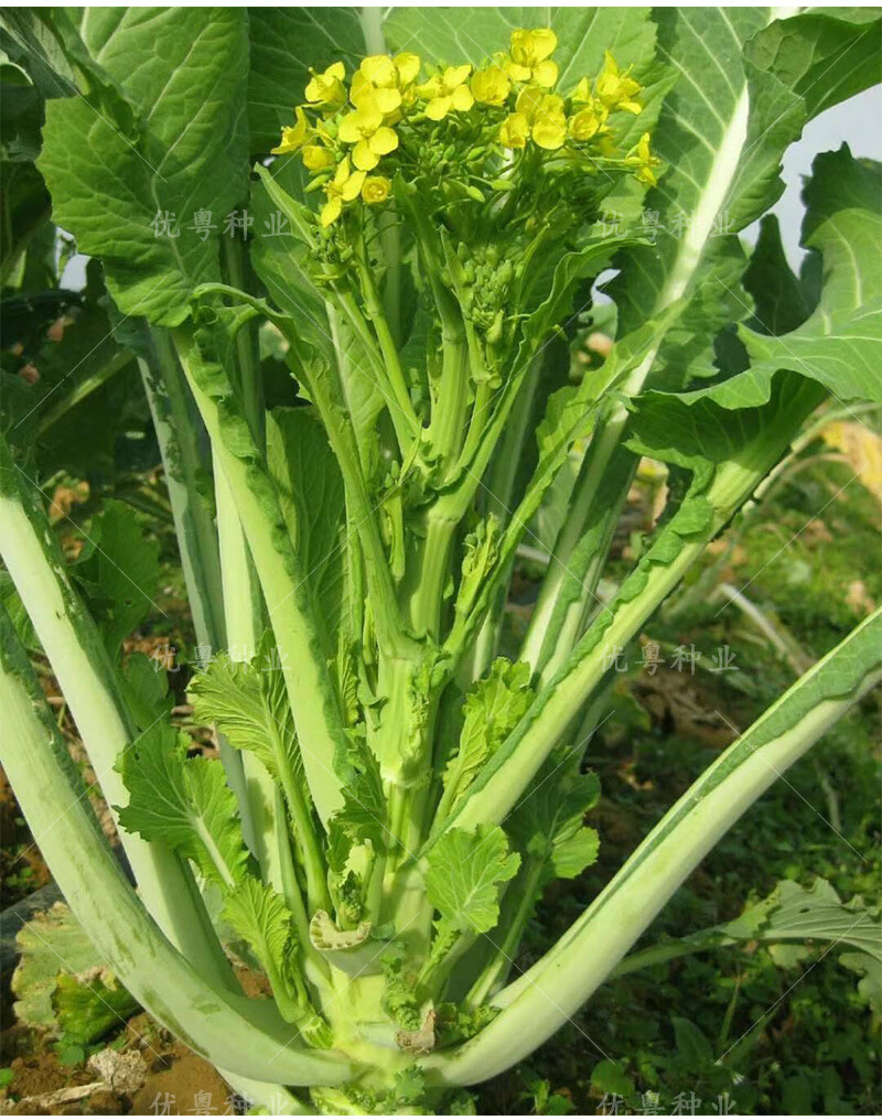 正宗增城迟菜心种籽广东特大高脚甜菜心种子高产青菜蔬菜种孑秋冬