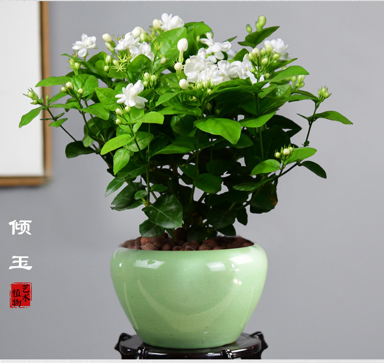 大茉莉花盆栽室内花卉观花盆景植物浓香驱蚊带花苞绿植四季开花