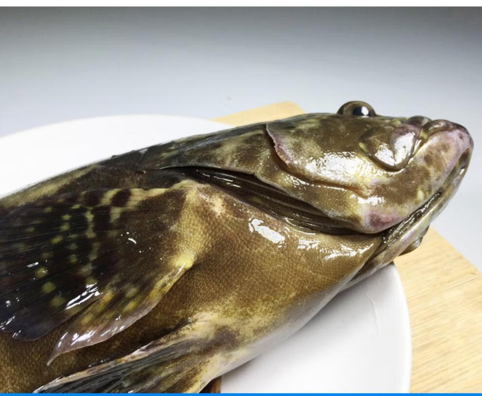 沢素湾 龙胆石斑鱼 鲜活特大石斑鱼 6斤龙胆鱼 海