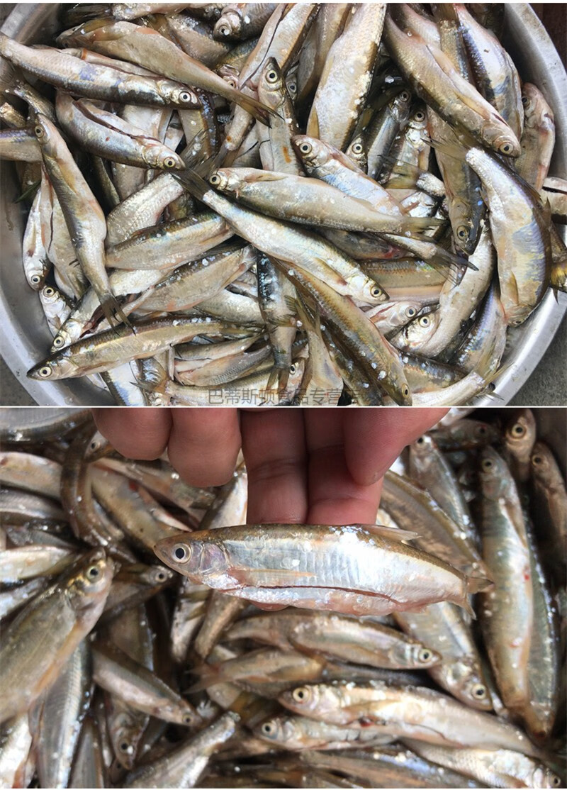 鲜活现杀刁子鱼小白条鱼小白鱼新鲜小鱼小餐条小杂