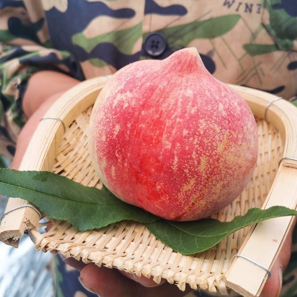 贝娇芬 云南丽江雪桃脆桃高山寿桃冬桃特大现摘现发孕妇桃子新鲜正宗