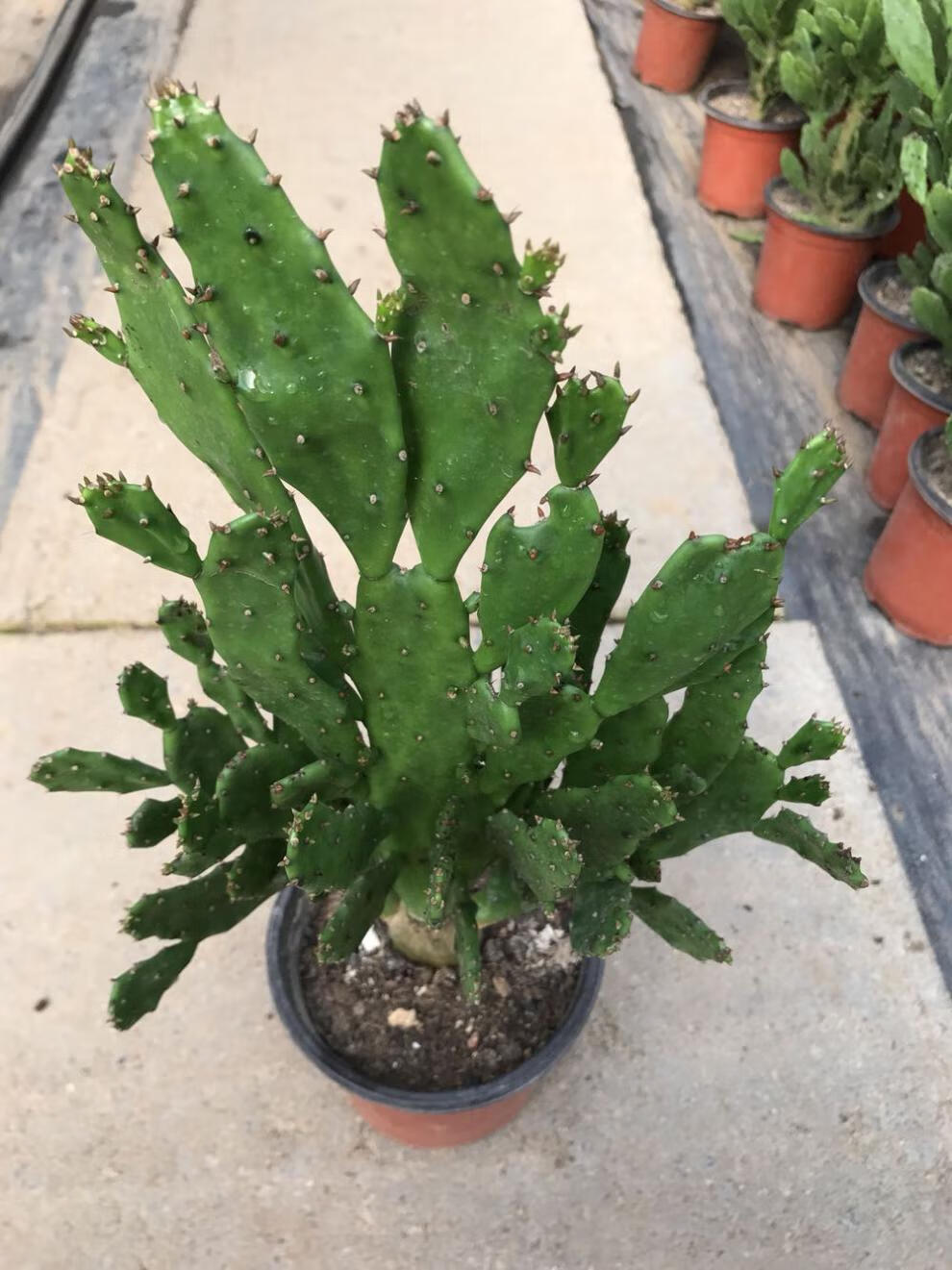 室内阳台绿植花卉仙人掌类千佛手多肉植物千手观音盆栽2025厘米高不含