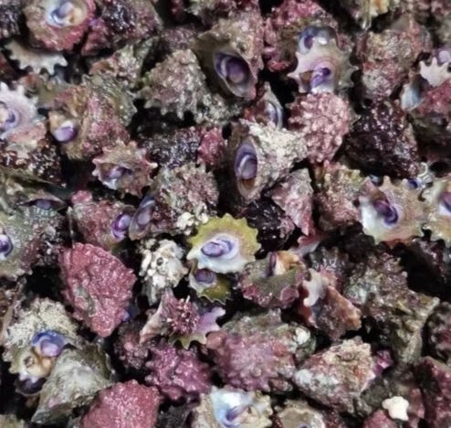 瑾伦紫底星螺海缸除藻螺深水螺耐活比牛眼螺寿命长紫底星螺5个