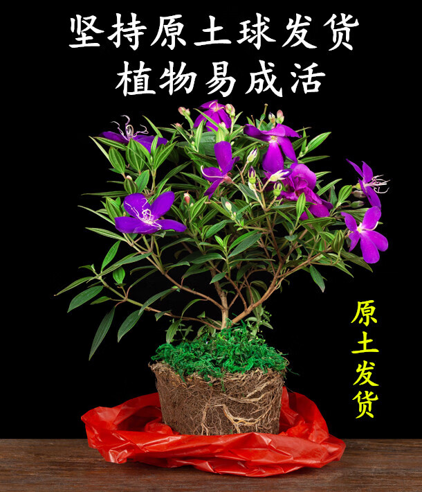 巴西野牡丹紫牡丹盆栽室内客厅阳台带花苞四季开花不断耐寒花卉紫牡丹