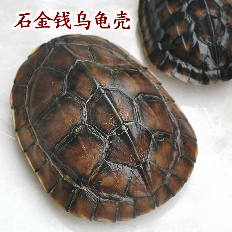 乌龟壳 天然真龟壳文玩手把件超大乌龟壳中式手工挂件桌面摆件无异味