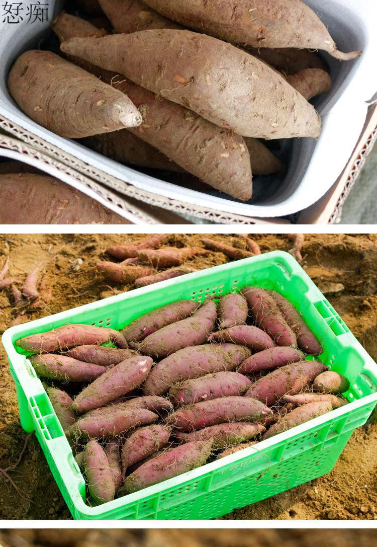 日本品种玛莎莉黄金红薯新鲜甜红瑶安纳芋进口黄心小红薯 5斤装 小果