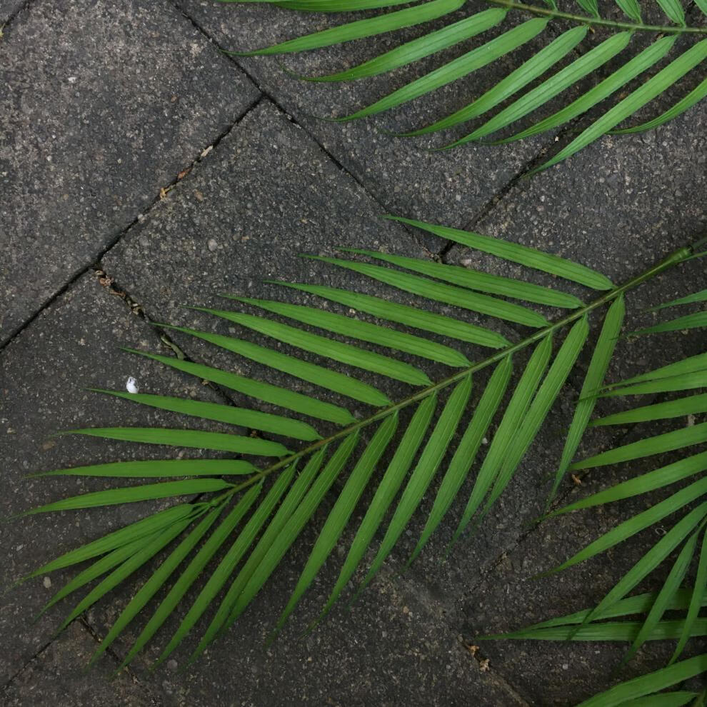 凤尾竹仿真绿植景观造景办公室客厅装饰北欧风假花散尾葵小型植物 米