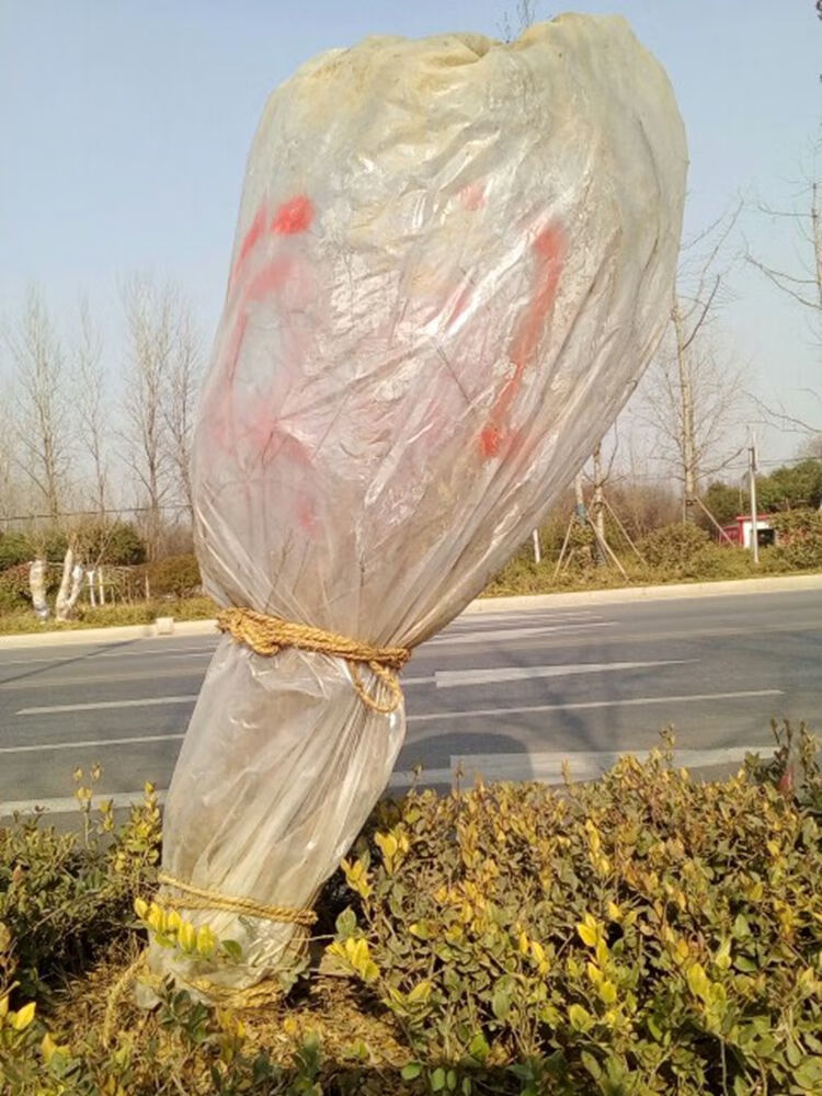 冬季植物果树苗防冻保温膜绿化花卉植物盆栽过冬防寒保温罩塑料布融暖