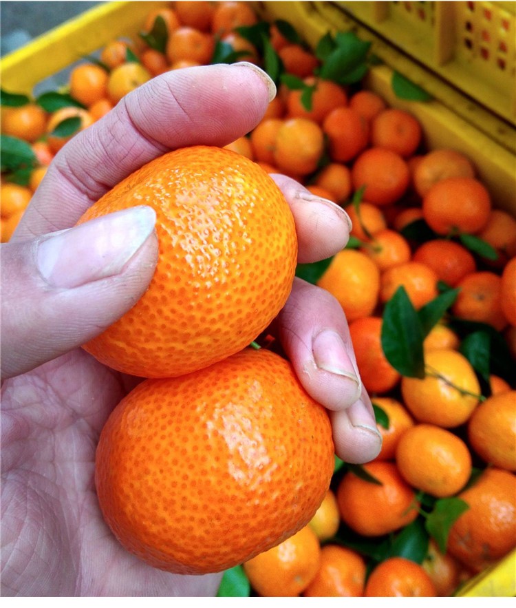 广东四会沙糖桔当季新鲜水果无核小砂糖橘子孕妇薄皮5斤现摘中大果5斤