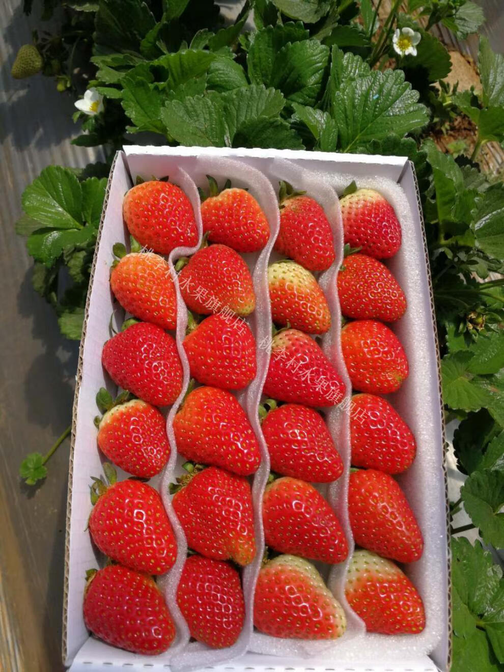 新鲜四季草莓烘焙草莓双流蛋糕奶茶商用一盒一盒250g