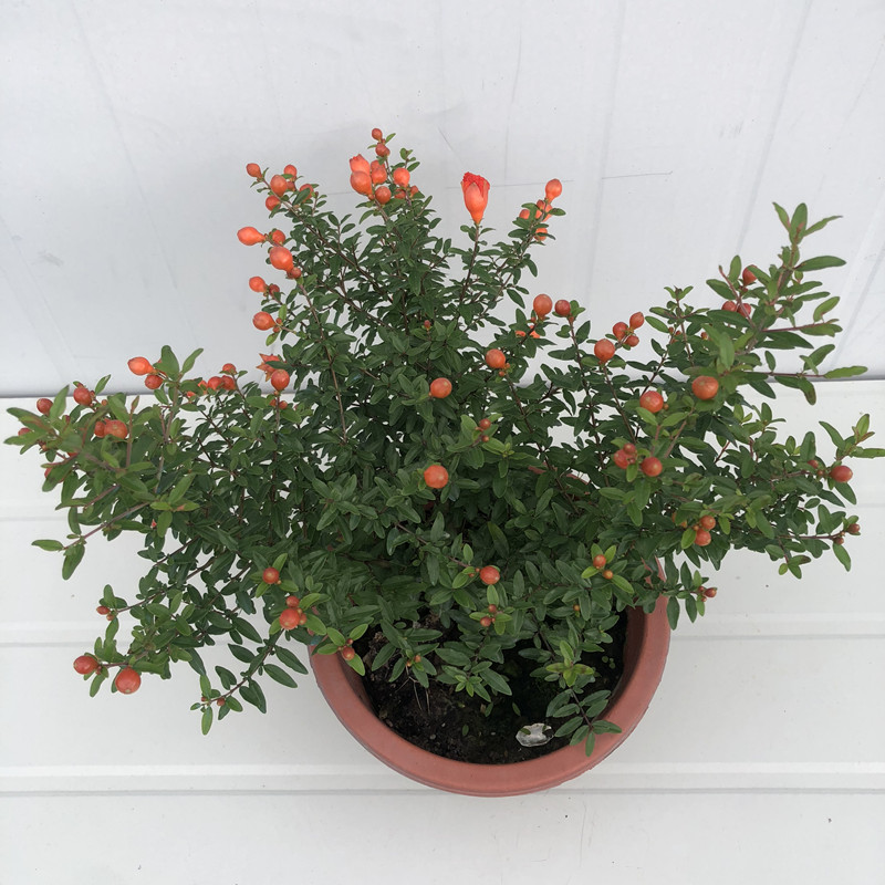 潮汕红花仙草抹草春草吉祥草阳台盆栽喜庆吉祥植物石榴花2025cm不含盆