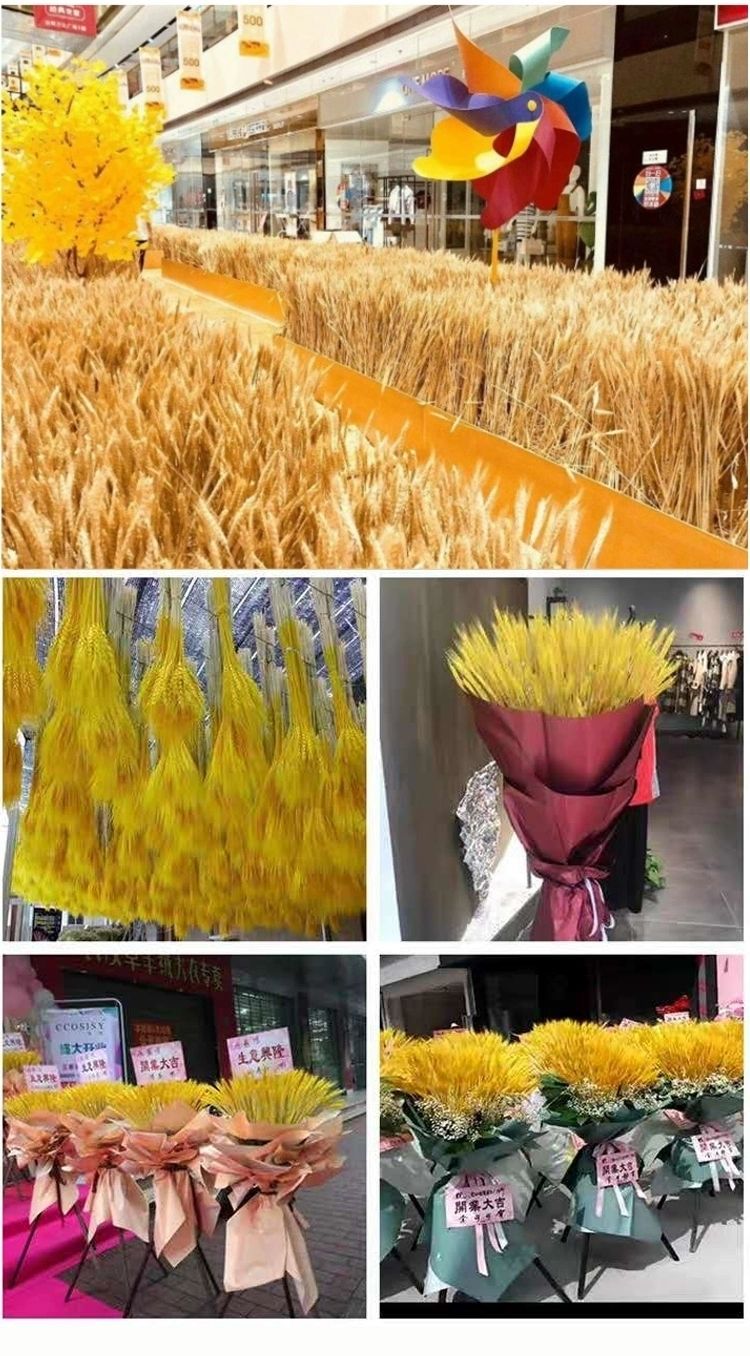 田园天然麦穗干花束办公室摆件装饰礼品大麦寓意开业大卖精选300支