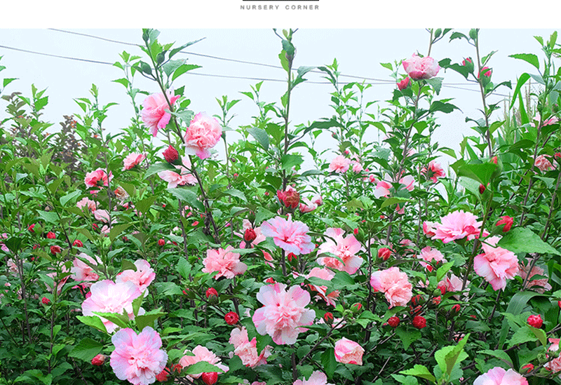 是否含花盆:含盆适用空间:庭院,阳台品种:木槿类别:木本花卉开花季节