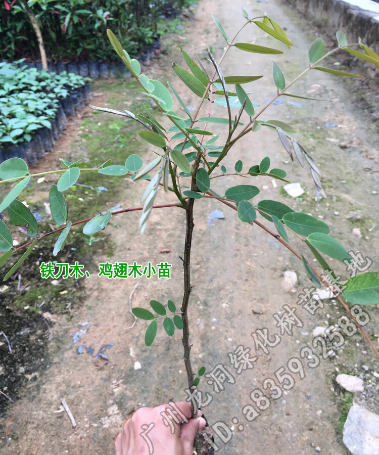 孟买正宗铁刀木树苗珍贵植物鸡翅木苗庭院绿化木材树种鸡翅木4050cm