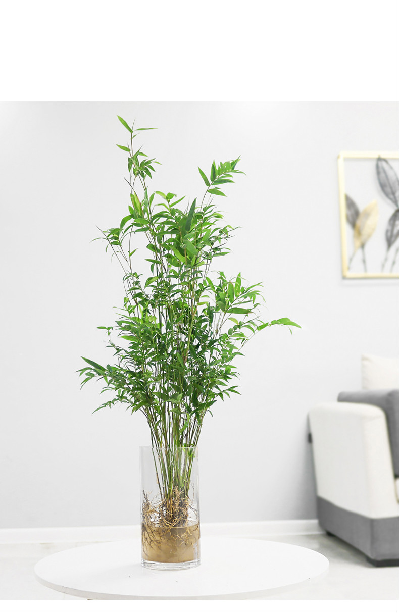 水培植物米竹室内盆栽富贵竹凤尾竹盆景桌面绿植盆景竹子苗观赏竹 南