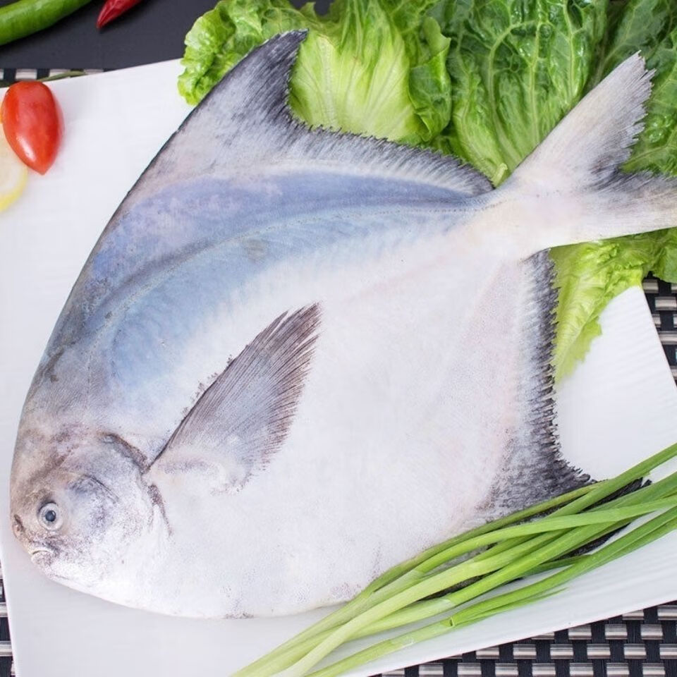 lism东海新鲜冷冻大白鲳鱼海鲜水产大鲳鱼大白鲳 白鲳鱼7一8两1条装