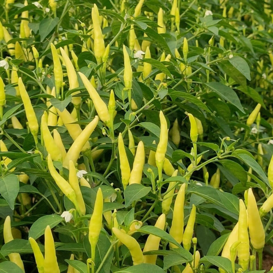 现摘新鲜蔬菜野山椒魔鬼椒超辣朝天椒特产红辣椒小米椒1斤装