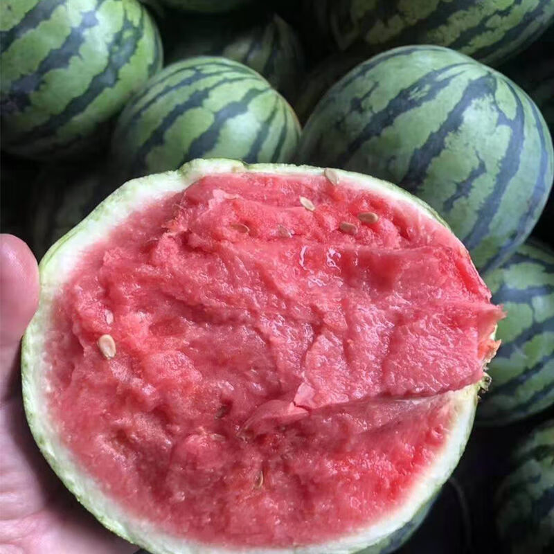送正宗8424冰糖麒麟清甜西瓜薄皮无籽多汁批发当季新鲜西瓜水果1个装5