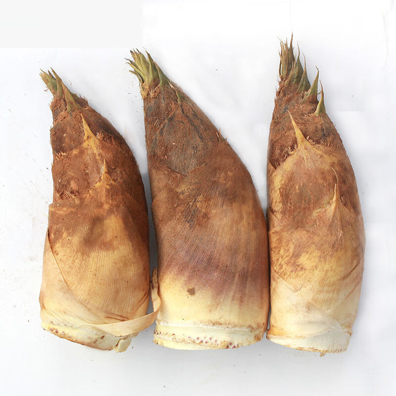 现挖现卖新鲜冬笋春笋切老根高山黄泥笋农家特产顺丰