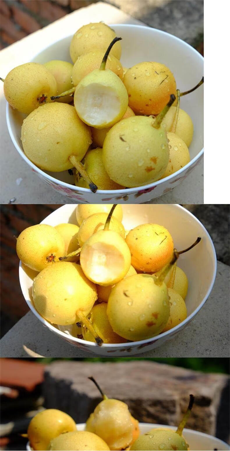 早告白【】东北香水梨正宗现摘小香水梨软濡新鲜水果梨子东北特产酸甜