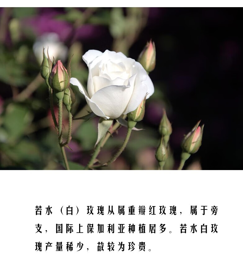 保加利亚苦水白玫瑰花茶干玫瑰兰州特产伴手礼物95g 法兰西玫瑰【图片