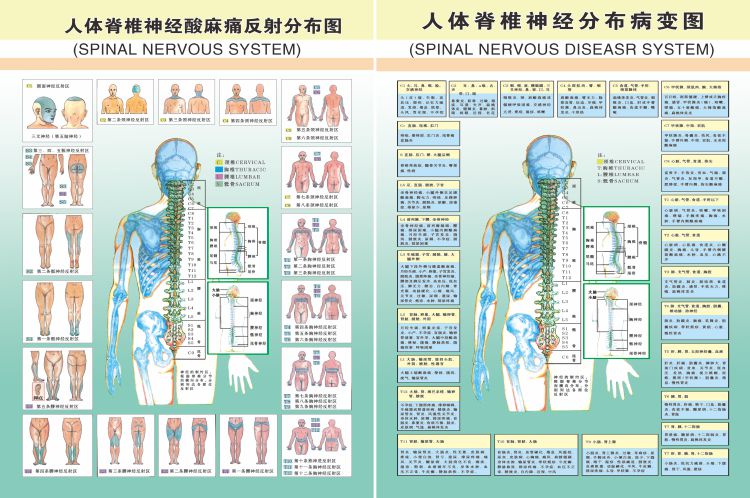 医学骨科挂图人体脊椎神经酸麻痛反射分布图高清写真海报防水pp胶24寸