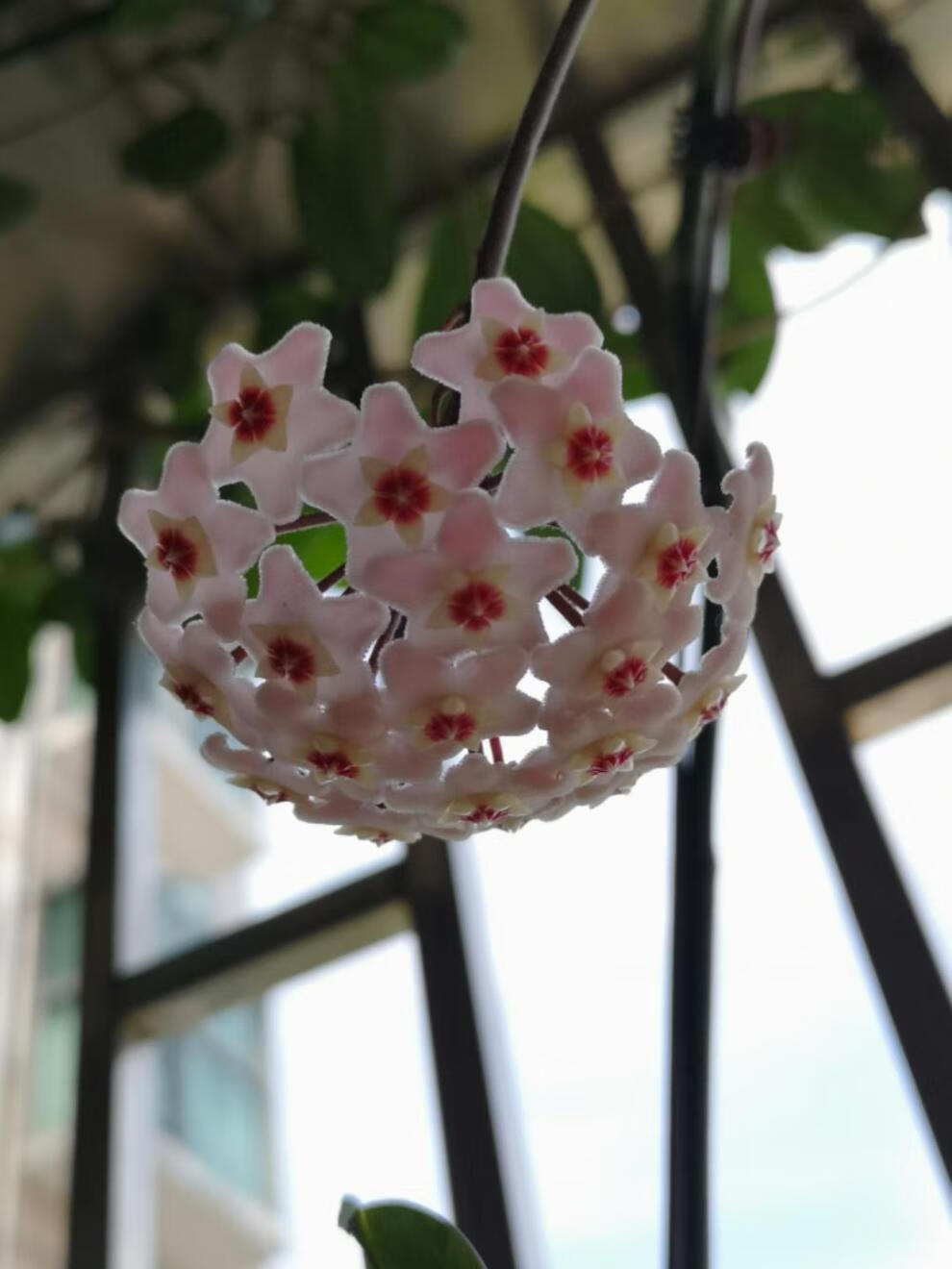 澜墨球兰四季球兰吊兰大花苗爬藤攀援植物盆栽花卉垂吊悬挂室内外阳台