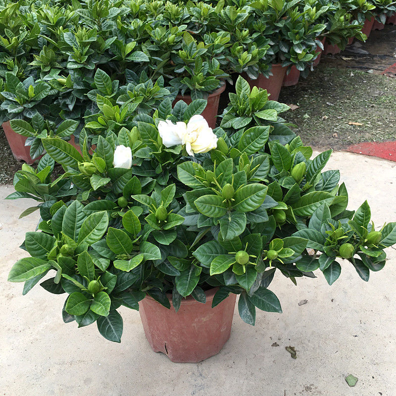 2盆230#重瓣栀子花(中叶)【图片 价格 品牌 报价】-京东