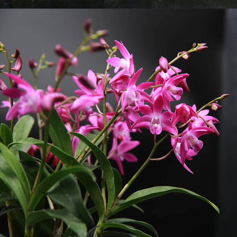 零利润送花盆送植料 黄金石斛兰花 四季开花 秋石斛盆栽室内浓香 超香