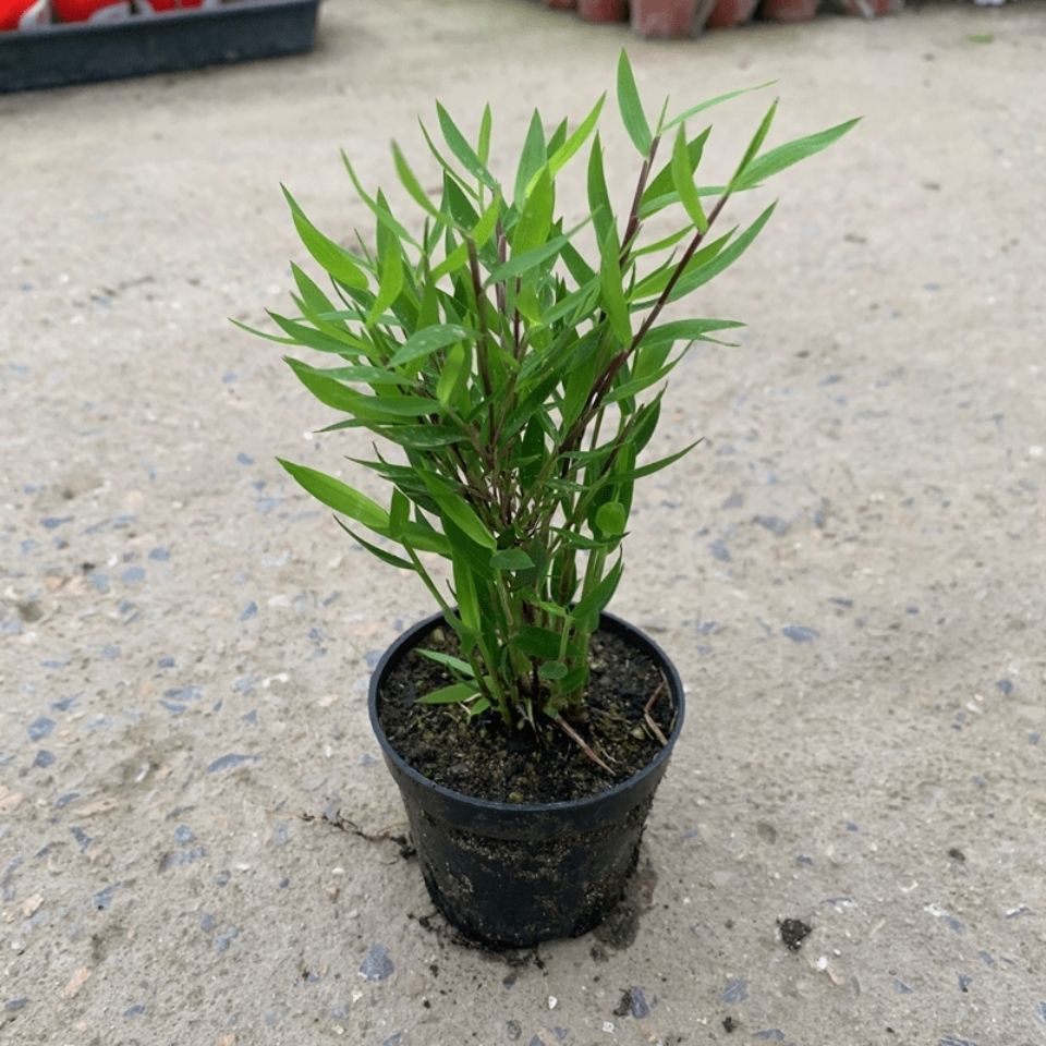 面出艺小竹子盆景室内绿植迷你小竹子苗造型盆景素材绿植 黄金姬竹 1