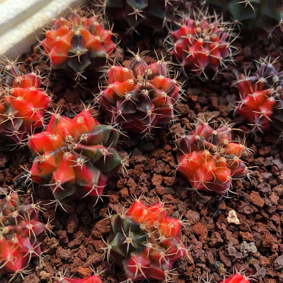 园艺 实生绯牡丹锦 精品开花仙人球多肉植物 实生绯牡丹锦2.