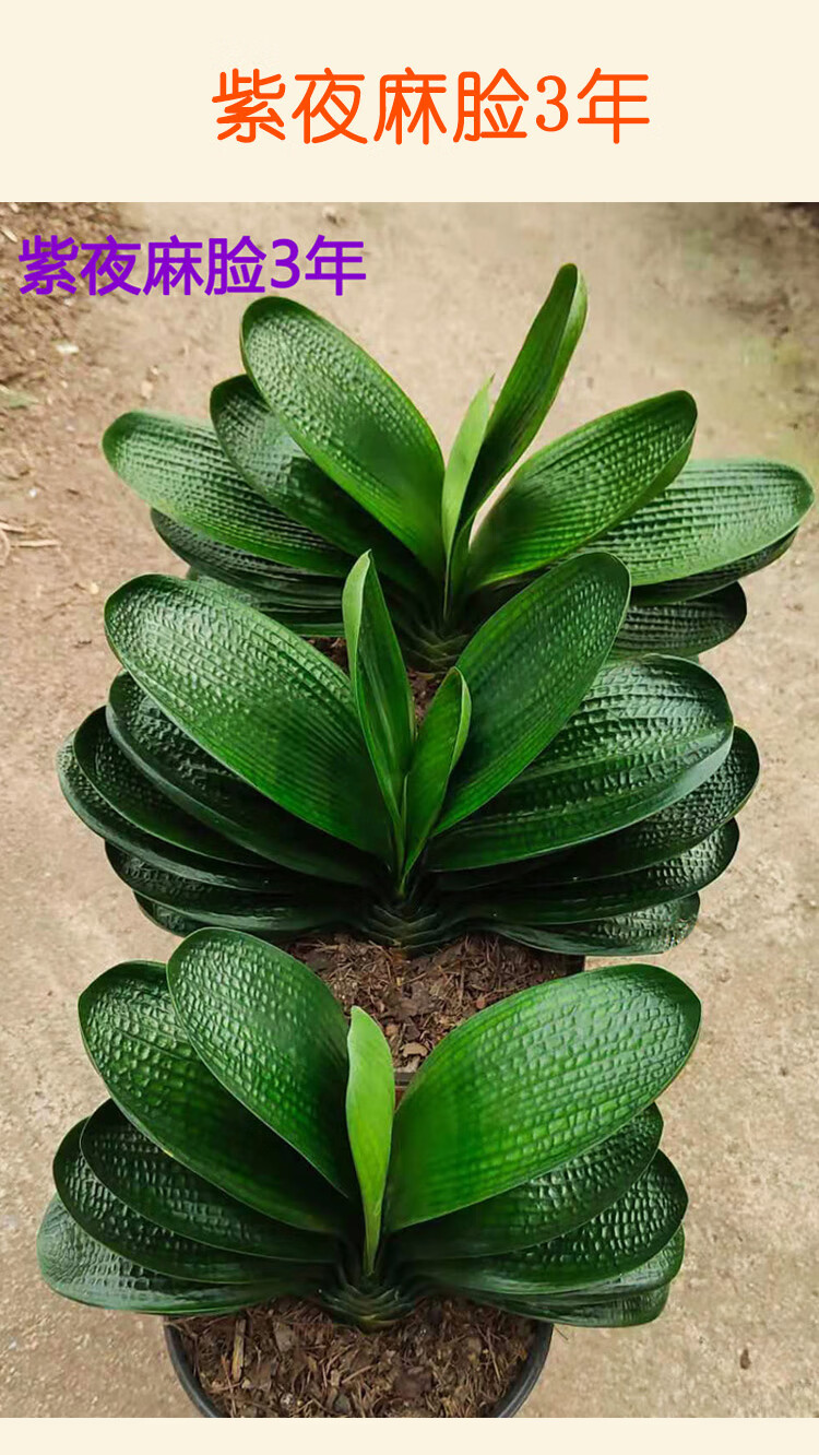 鞍山君子兰圆头麻脸宽短叶小苗和尚珍珠水晶麻脸花卉盆栽紫夜麻脸2到4