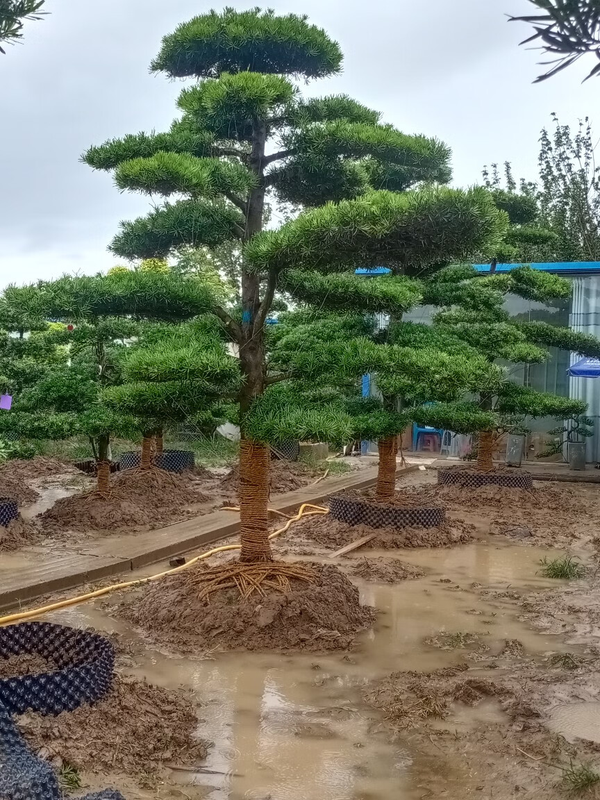 凝慧罗汉松盆景阳台客厅盆栽别墅庭院地栽特大造型罗汉松四季常青绿化